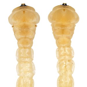 Microcastalia globithorax, PL4127A, larva, from Choretrum glomeratum (PJL 3296) stem base, ventral & dorsal, SE, 25.0 × 4.8 mm